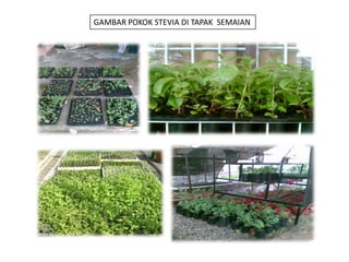 GAMBAR POKOK STEVIA DI TAPAK  SEMAIAN