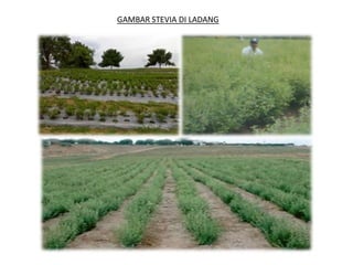 GAMBAR STEVIA DI LADANG