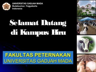 UNIVERSITAS GADJAH MADA
  Bulaksumur, Yogyakarta
  Indonesia




 Selamat Datang
 di Kampus B iru

FAKULTAS PETERNAKAN
UNIVERSITAS GADJAH MADA
                            1
 