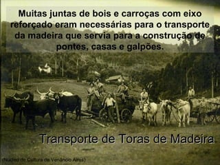 Muitas juntas de bois e carroças com eixo
reforçado eram necessárias para o transporte
da madeira que servia para a construção de
pontes, casas e galpões.
Transporte de Toras de MadeiraTransporte de Toras de Madeira
(Núcleo de Cultura de Venâncio Aires)
 