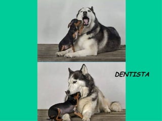 DENTISTA 