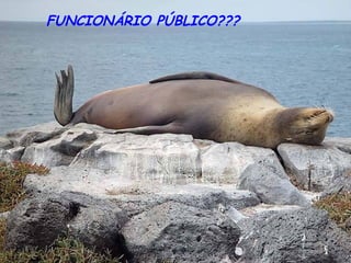 FUNCIONÁRIO PÚBLICO??? 
