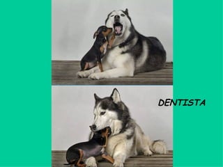 DENTISTA 