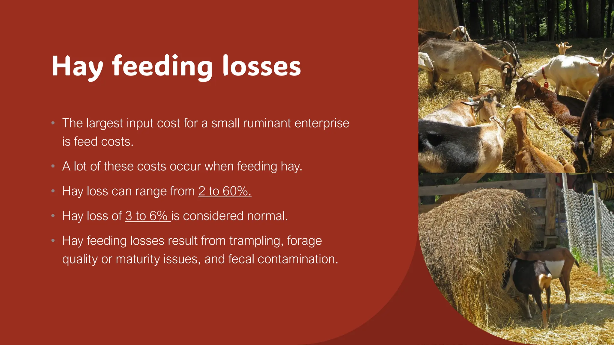 Hay feeding losses
• The largest input cost for a small ruminant enterprise
is feed costs.
• A lot of these costs occur when feeding hay.
• Hay loss can range from 2 to 60%.
• Hay loss of 3 to 6% is considered normal.
• Hay feeding losses result from trampling, forage
quality or maturity issues, and fecal contamination.
 