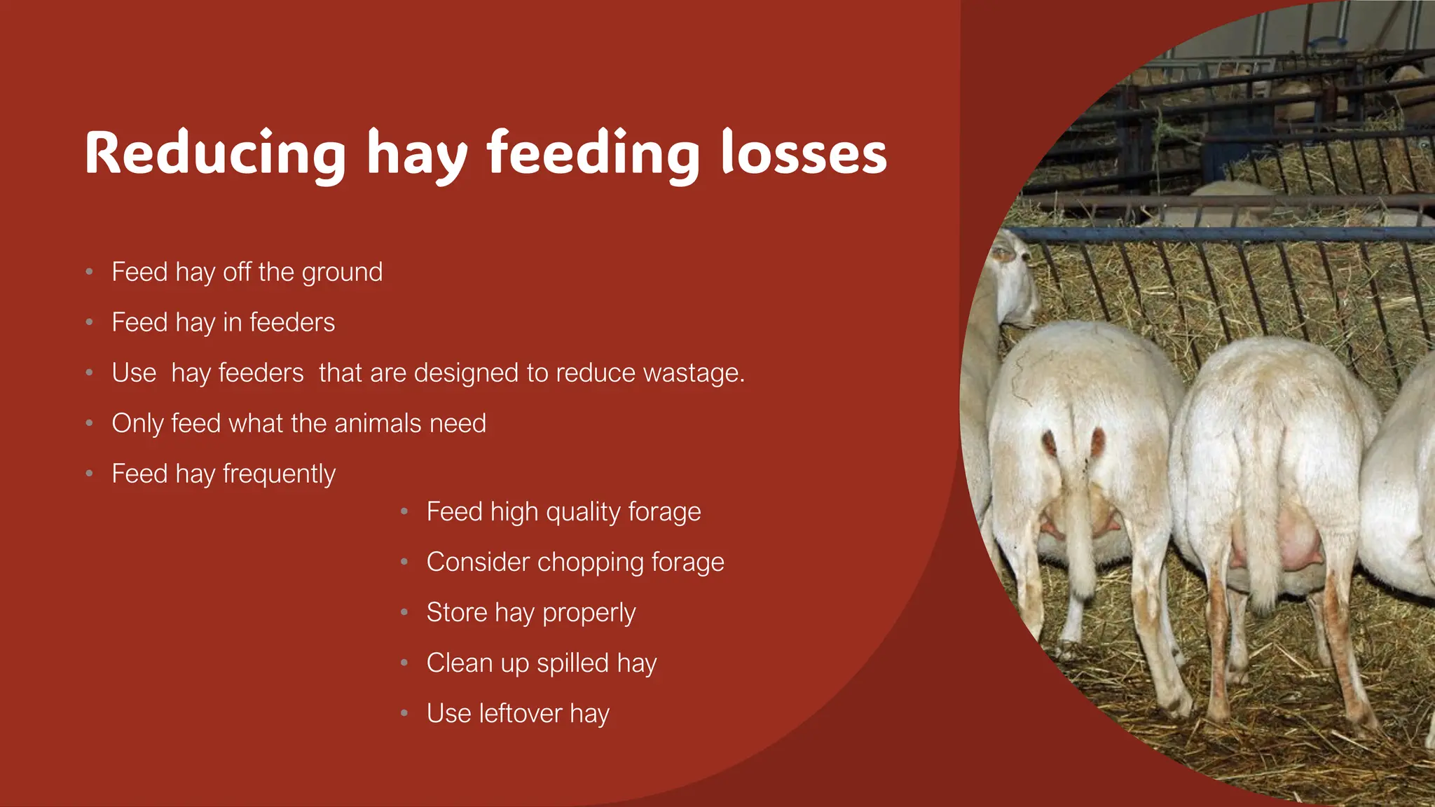 Reducing hay feeding losses
• Feed hay off the ground
• Feed hay in feeders
• Use hay feeders that are designed to reduce wastage.
• Only feed what the animals need
• Feed hay frequently
• Feed high quality forage
• Consider chopping forage
• Store hay properly
• Clean up spilled hay
• Use leftover hay
 