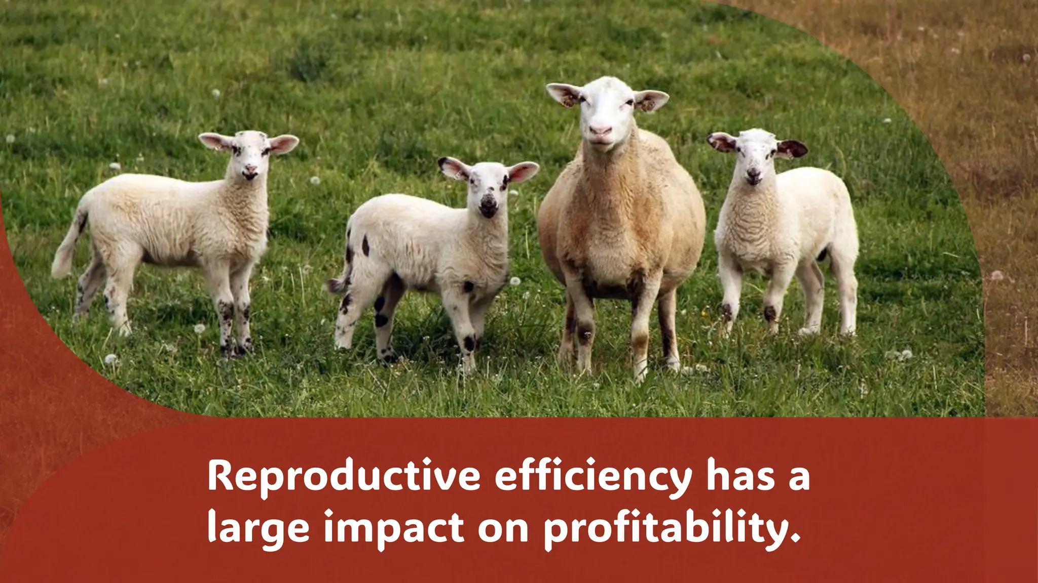 Reproductive efficiency has a
large impact on profitability.
 