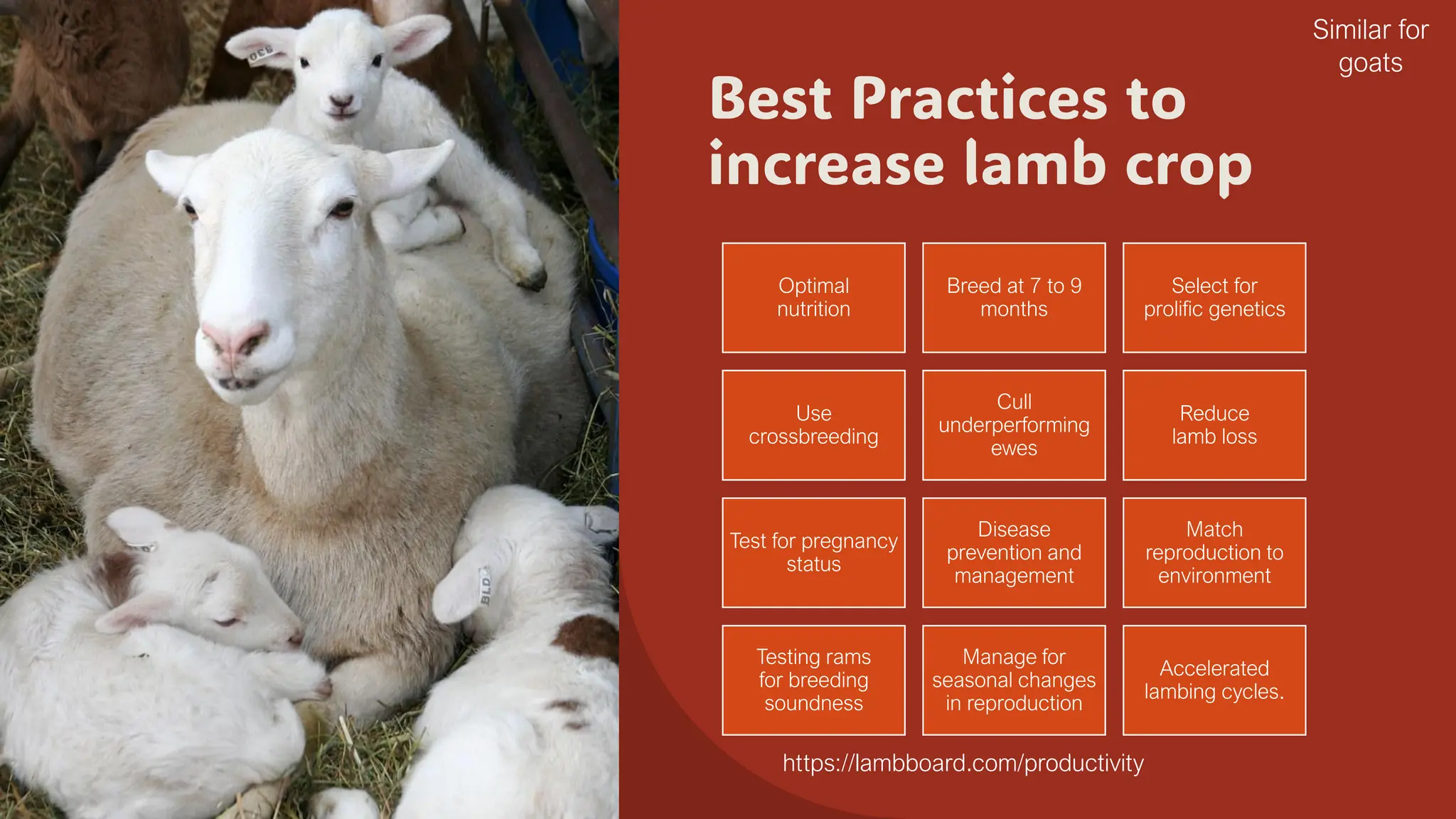 Best Practices to
increase lamb crop
Optimal
nutrition
Breed at 7 to 9
months
Select for
prolific genetics
Use
crossbreeding
Cull
underperforming
ewes
Reduce
lamb loss
Test for pregnancy
status
Disease
prevention and
management
Match
reproduction to
environment
Testing rams
for breeding
soundness
Manage for
seasonal changes
in reproduction
Accelerated
lambing cycles.
https://lambboard.com/productivity
Similar for
goats
 