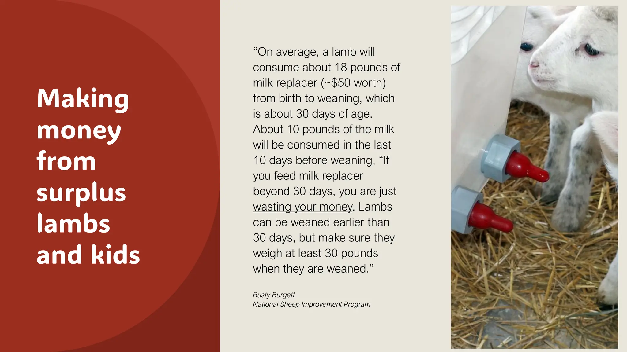 Making
money
from
surplus
lambs
and kids
“On average, a lamb will
consume about 18 pounds of
milk replacer (~$50 worth)
from birth to weaning, which
is about 30 days of age.
About 10 pounds of the milk
will be consumed in the last
10 days before weaning, “If
you feed milk replacer
beyond 30 days, you are just
wasting your money. Lambs
can be weaned earlier than
30 days, but make sure they
weigh at least 30 pounds
when they are weaned.”
Rusty Burgett
National Sheep Improvement Program
 