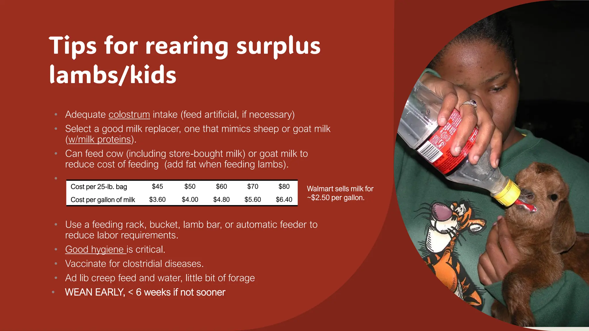 Tips for rearing surplus
lambs/kids
• Adequate colostrum intake (feed artificial, if necessary)
• Select a good milk replacer, one that mimics sheep or goat milk
(w/milk proteins).
• Can feed cow (including store-bought milk) or goat milk to
reduce cost of feeding (add fat when feeding lambs).
•
• Use a feeding rack, bucket, lamb bar, or automatic feeder to
reduce labor requirements.
• Good hygiene is critical.
• Vaccinate for clostridial diseases.
• Ad lib creep feed and water, little bit of forage
• WEAN EARLY, < 6 weeks if not sooner
Cost per 25-lb. bag $45 $50 $60 $70 $80
Cost per gallon of milk $3.60 $4.00 $4.80 $5.60 $6.40
Walmart sells milk for
~$2.50 per gallon.
 