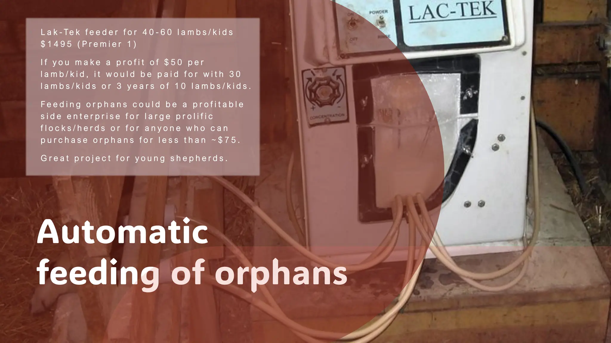 Automatic
feeding of orphans
• L a k - Te k f e e d e r f o r 4 0 - 6 0 l a m b s / k i d s
$ 1 4 9 5 ( P r e m i e r 1 )
• I f y o u m a k e a p r o f i t o f $ 5 0 p e r
l a m b / k i d , i t w o u l d b e p a i d f o r w i t h 3 0
l a m b s / k i d s o r 3 y e a r s o f 1 0 l a m b s / k i d s .
• F e e d i n g o r p h a n s c o u l d b e a p r o f i t a b l e
s i d e e n t e r p r i s e f o r l a r g e p r o l i f i c
f l o c k s / h e r d s o r f o r a n y o n e w h o c a n
p u r c h a s e o r p h a n s f o r l e s s t h a n ~ $ 7 5 .
• G r e a t p r o j e c t f o r y o u n g s h e p h e r d s .
 