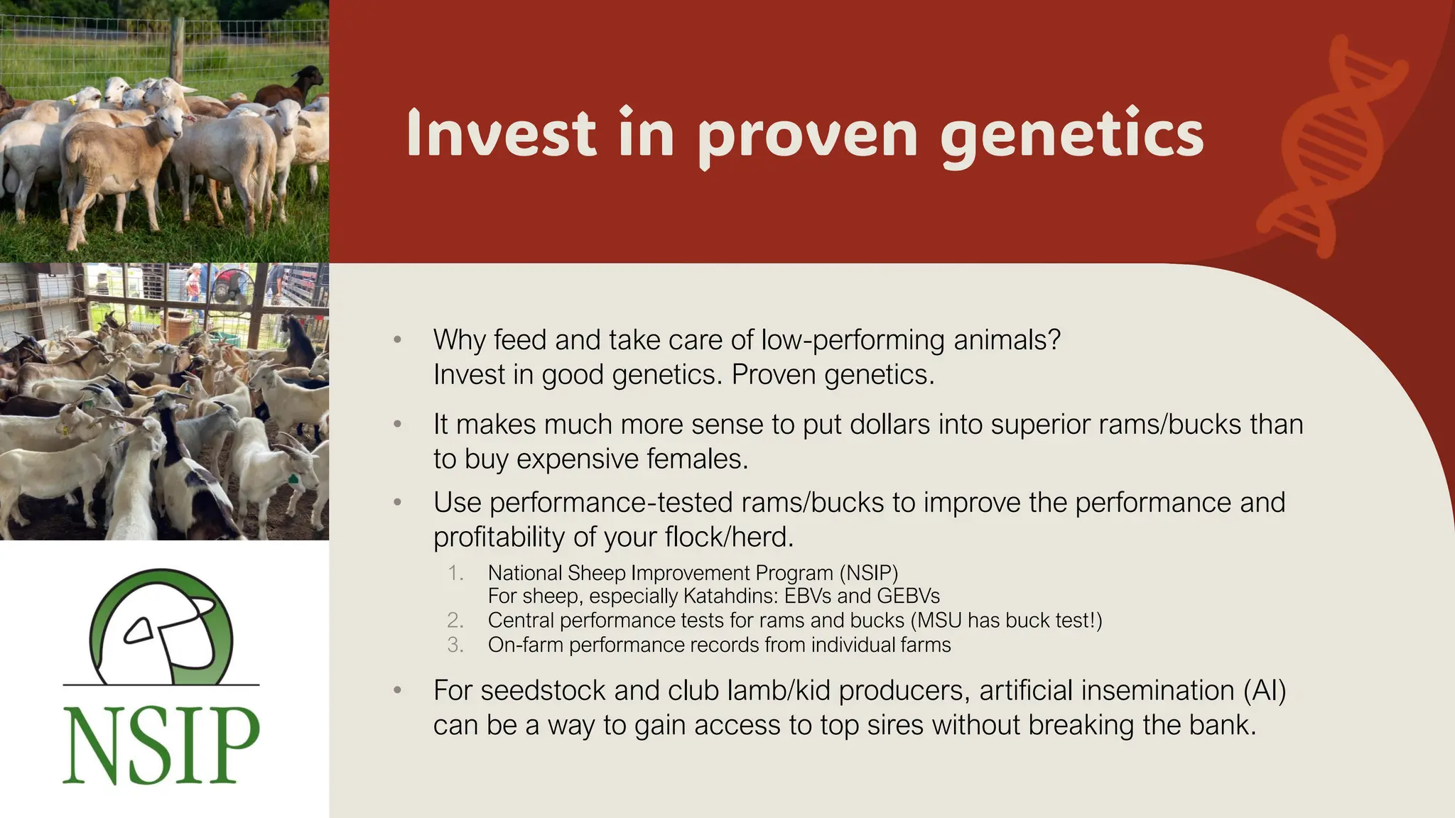 Invest in proven genetics
• Why feed and take care of low-performing animals?
Invest in good genetics. Proven genetics.
• It makes much more sense to put dollars into superior rams/bucks than
to buy expensive females.
• Use performance-tested rams/bucks to improve the performance and
profitability of your flock/herd.
1. National Sheep Improvement Program (NSIP)
For sheep, especially Katahdins: EBVs and GEBVs
2. Central performance tests for rams and bucks (MSU has buck test!)
3. On-farm performance records from individual farms
• For seedstock and club lamb/kid producers, artificial insemination (AI)
can be a way to gain access to top sires without breaking the bank.
 
