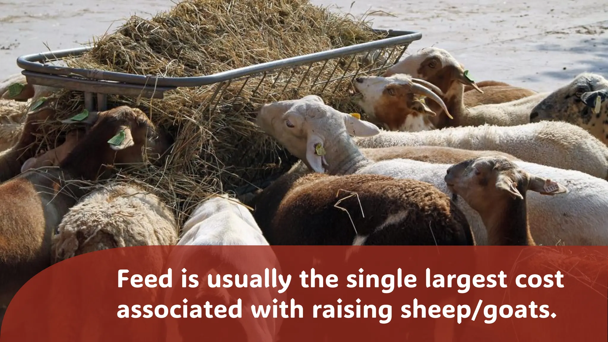 Feed is usually the single largest cost
associated with raising sheep/goats.
 