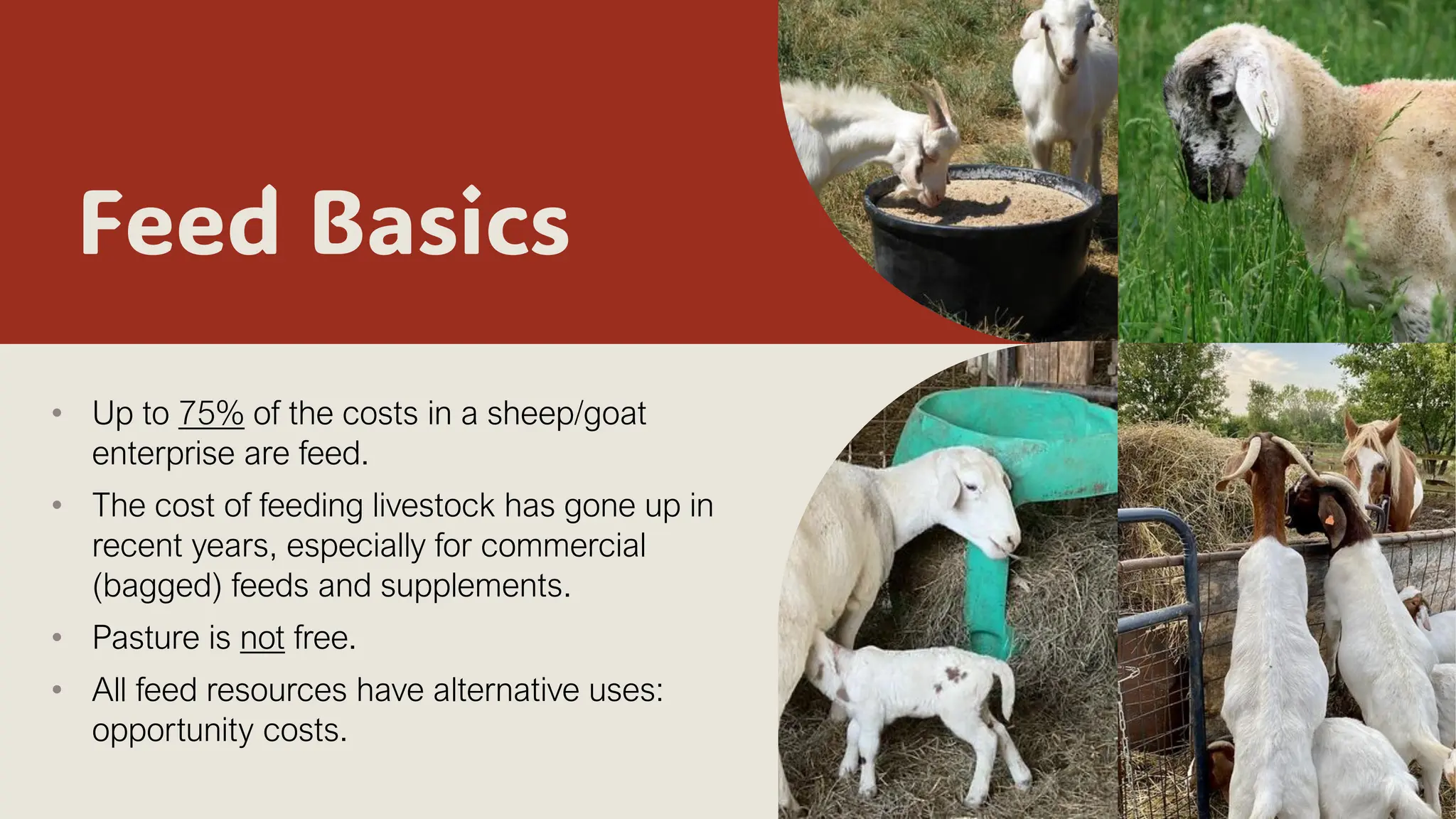 Feed Basics
• Up to 75% of the costs in a sheep/goat
enterprise are feed.
• The cost of feeding livestock has gone up in
recent years, especially for commercial
(bagged) feeds and supplements.
• Pasture is not free.
• All feed resources have alternative uses:
opportunity costs.
 
