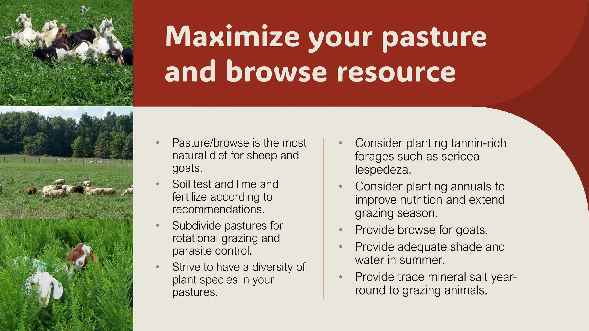 Maximize your pasture
and browse resource
• Pasture/browse is the most
natural diet for sheep and
goats.
• Soil test and lime and
fertilize according to
recommendations.
• Subdivide pastures for
rotational grazing and
parasite control.
• Strive to have a diversity of
plant species in your
pastures.
• Consider planting tannin-rich
forages such as sericea
lespedeza.
• Consider planting annuals to
improve nutrition and extend
grazing season.
• Provide browse for goats.
• Provide adequate shade and
water in summer.
• Provide trace mineral salt year-
round to grazing animals.
 
