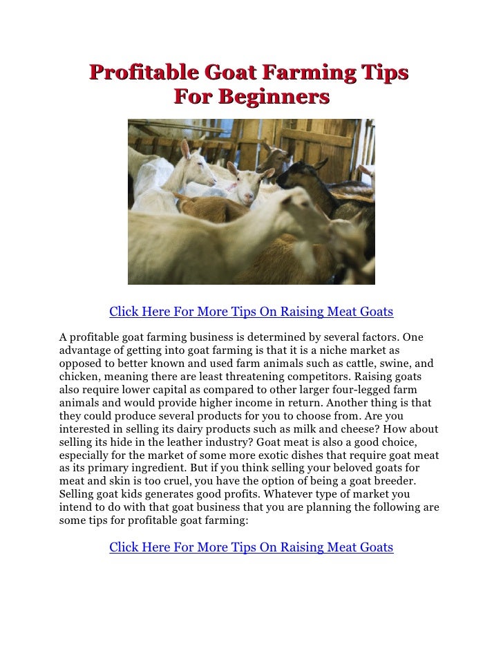 Profitable Goat Farming Tips For Beginners Profitable Goat Farming Tips For Beginners