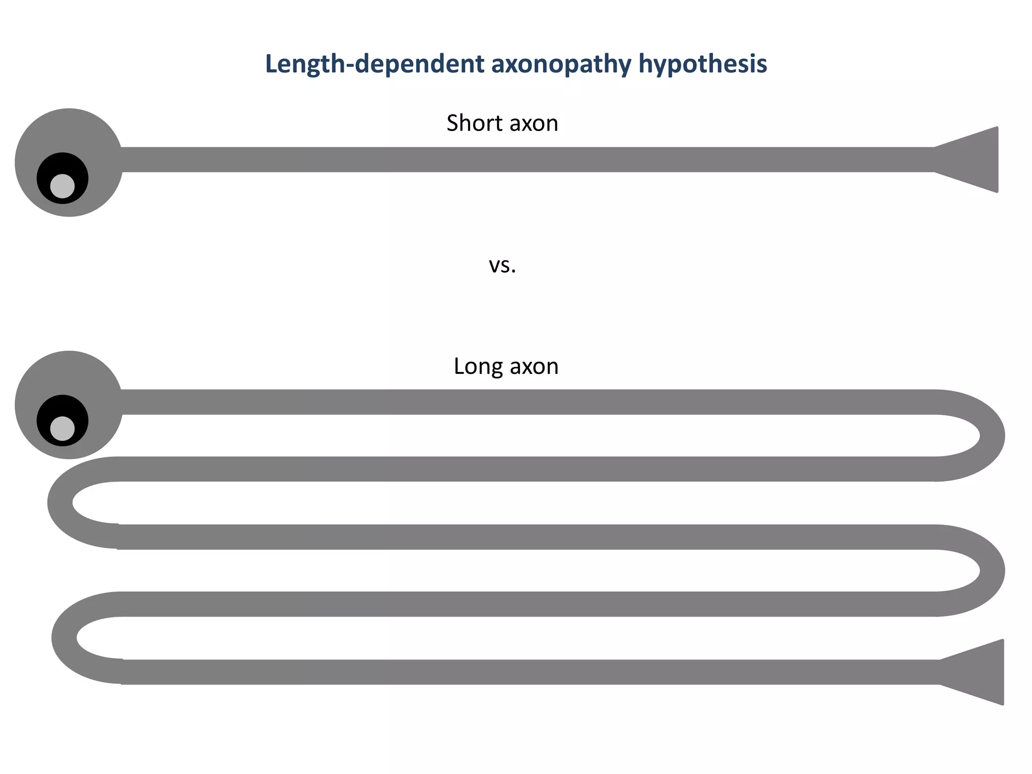 vs.
Short axon
Long axon
Length-dependent axonopathy hypothesis
 
