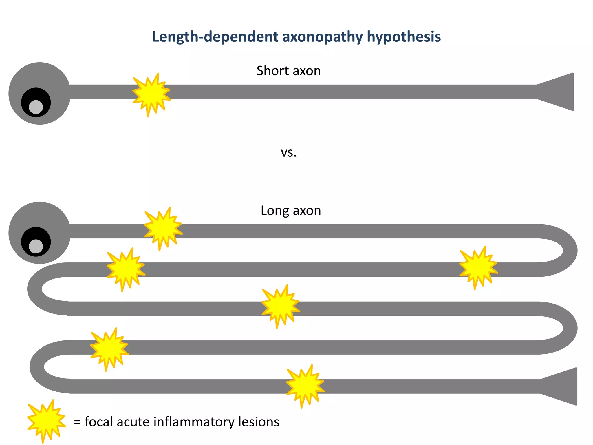vs.
= focal acute inflammatory lesions
vs.
Short axon
Long axon
Length-dependent axonopathy hypothesis
 