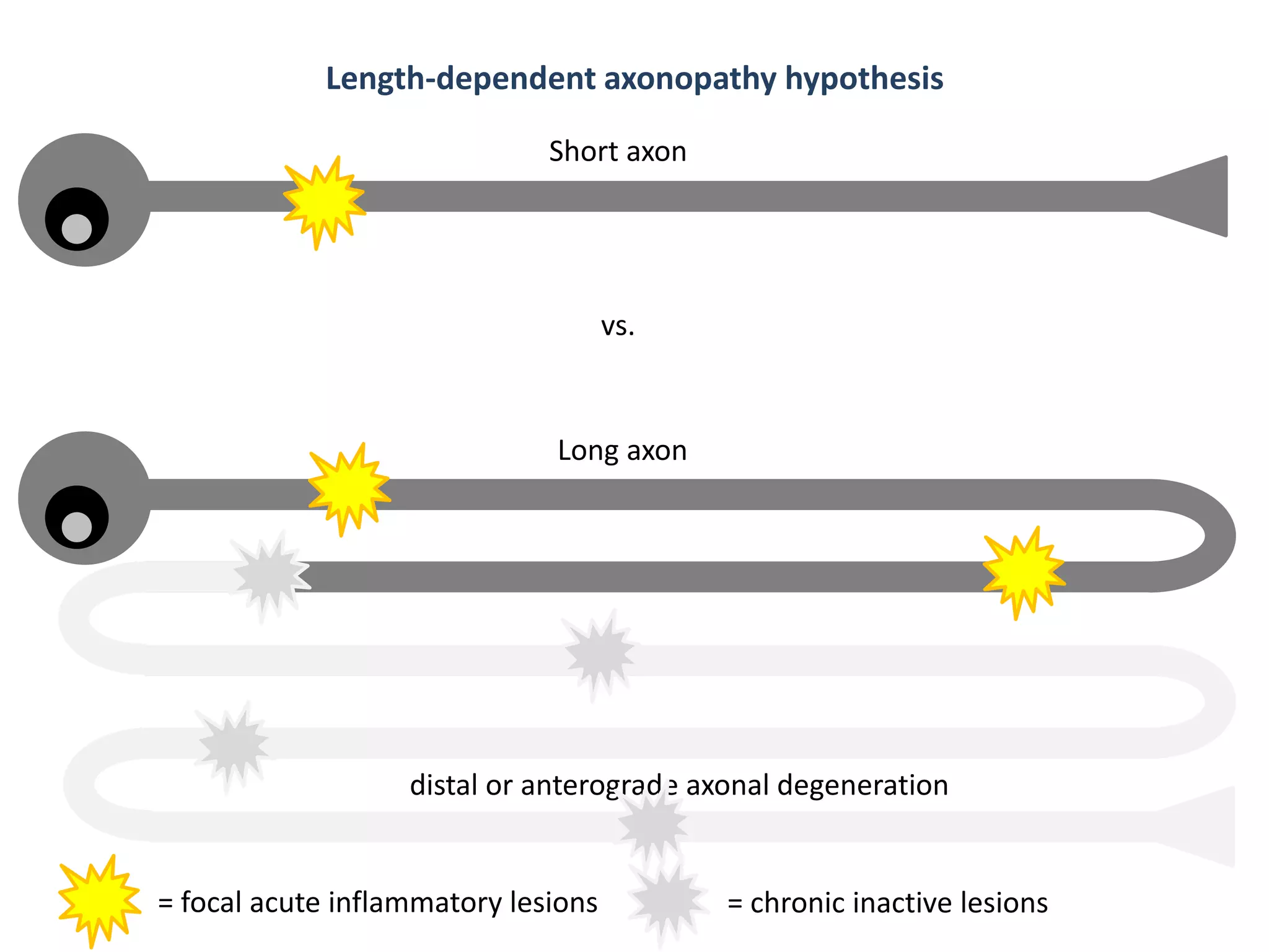distal or anterograde axonal degeneration
= focal acute inflammatory lesions
vs.
Short axon
Long axon
= chronic inactive lesions
Length-dependent axonopathy hypothesis
 