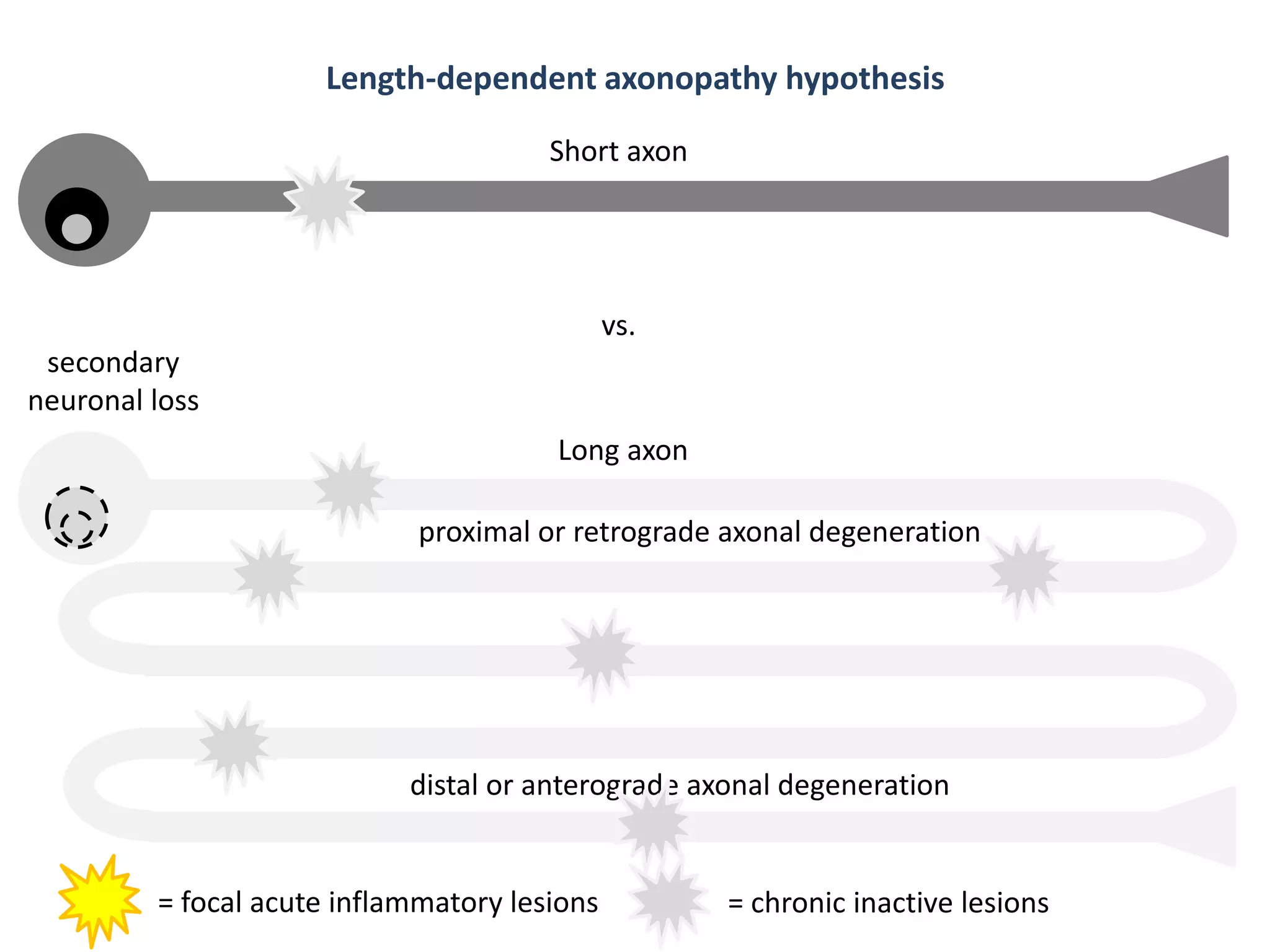 proximal or retrograde axonal degeneration
distal or anterograde axonal degeneration
= focal acute inflammatory lesions
vs.
Short axon
Long axon
= chronic inactive lesions
secondary
neuronal loss
Length-dependent axonopathy hypothesis
 