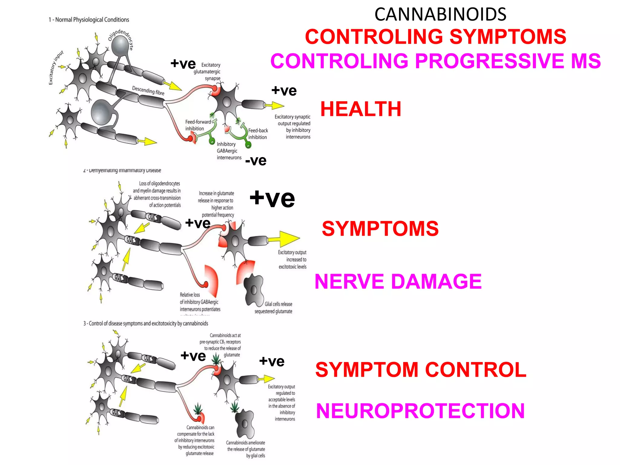 +ve
+ve
SYMPTOMS
NERVE DAMAGE
+ve +ve
SYMPTOM CONTROL
+ve
+ve
-ve
NEUROPROTECTION
HEALTH
CONTROLING SYMPTOMS
CONTROLING PROGRESSIVE MS
CANNABINOIDS
 