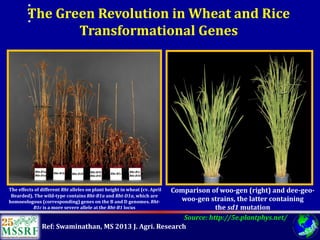 Over 60 years of Adventure in Agricultural Research & Development (© MSSRF)