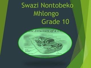 Swazi Nontobeko
Mhlongo
Grade 10
 