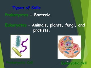 Types of CellsTypes of Cells
Prokaryotes - Bacteria
Eukaryotes – Animals, plants, fungi, and
protists.
10
Eukaryotic CellProkaryotic Cell
 