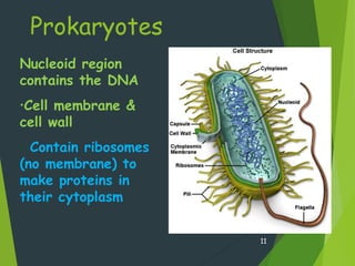 Prokaryotes
11
Nucleoid region
contains the DNA
•Cell membrane &
cell wall
• Contain ribosomes
(no membrane) to
make proteins in
their cytoplasm
 