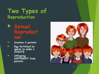 Two Types of
Reproduction
 Sexual
Reproduct
ion
 Involves 2 parents
 Egg fertilized by
sperm to make a
ZYGOTE
 Offspring
DIFFERENT from
parents
12
 