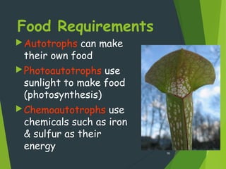 Food Requirements
Autotrophs can make
their own food
Photoautotrophs use
sunlight to make food
(photosynthesis)
Chemoautotrophs use
chemicals such as iron
& sulfur as their
energy
16
 