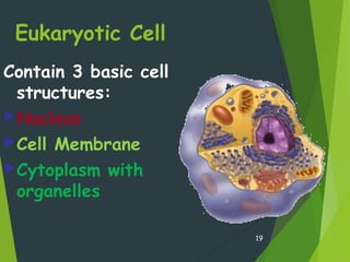Eukaryotic Cell
Contain 3 basic cell
structures:
Nucleus
Cell Membrane
Cytoplasm with
organelles
19
 