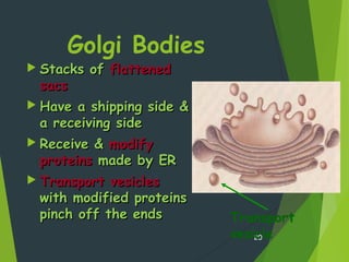 Golgi Bodies
 Stacks ofStacks of flattenedflattened
sacssacs
 Have a shipping side &Have a shipping side &
a receiving sidea receiving side
 Receive &Receive & modifymodify
proteinsproteins made by ERmade by ER
 Transport vesiclesTransport vesicles
with modified proteinswith modified proteins
pinch off the endspinch off the ends
20
Transport
vesicle
 