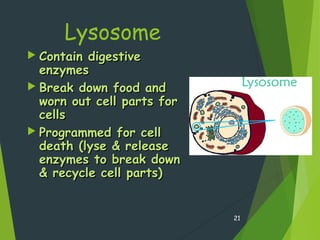 Lysosome
 Contain digestiveContain digestive
enzymesenzymes
 Break down food andBreak down food and
worn out cell parts forworn out cell parts for
cellscells
 Programmed for cellProgrammed for cell
death (lyse & releasedeath (lyse & release
enzymes to break downenzymes to break down
& recycle cell parts)& recycle cell parts)
21
 