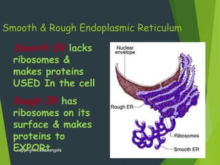 Smooth & Rough Endoplasmic Reticulum
copyright cmassengale 23
Smooth ER lacks
ribosomes &
makes proteins
USED In the cell
Rough ER has
ribosomes on its
surface & makes
proteins to
EXPORt
 
