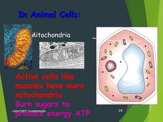 In Animal Cells:In Animal Cells:
copyright cmassengale 24
Active cells like
muscles have more
mitochondria
Burn sugars to
produce energy ATP
Mitochondria
 