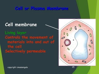 Cell or Plasma MembraneCell or Plasma Membrane
copyright cmassengale 25
Living layer
Controls the movement of
materials into and out of
the cell
Selectively permeable
Cell membrane
 