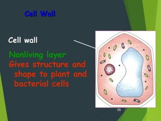 Cell WallCell Wall
26
Nonliving layer
Gives structure and
shape to plant and
bacterial cells
Cell wall
 