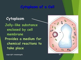 Cytoplasm of a CellCytoplasm of a Cell
copyright cmassengale 27
Jelly-like substance
enclosed by cell
membrane
Provides a medium for
chemical reactions to
take place
Cytoplasm
 