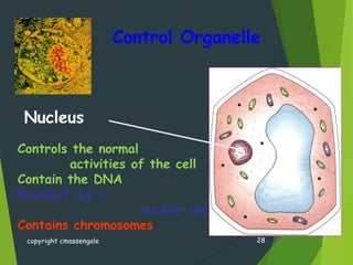 Control Organelle
copyright cmassengale 28
Controls the normal
activities of the cell
Contain the DNA
Bounded by a
nuclear membrane
Contains chromosomes
Nucleus
 