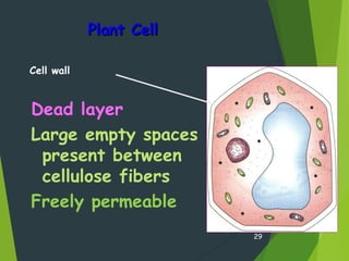Plant CellPlant Cell
29
Dead layer
Large empty spaces
present between
cellulose fibers
Freely permeable
Cell wall
 
