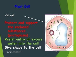 Plant CellPlant Cell
copyright cmassengale 30
Protect and support
the enclosed
substances
(protoplasm)
Resist entry of excess
water into the cell
Give shape to the cell
Cell wall
 