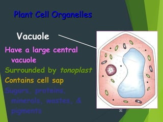 Plant Cell OrganellesPlant Cell Organelles
31
Have a large central
vacuole
Surrounded by tonoplast
Contains cell sap
Sugars, proteins,
minerals, wastes, &
pigments
Vacuole
 