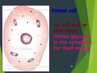 Animal cellAnimal cell
copyright cmassengale 32
mitochondrion
nucleus
glycogen
granule
cell
membrane
cytoplasm
No cell wall or
chloroplast
Stores glycogen
in the cytoplasm
for food energy
vacuole
 