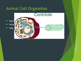 Animal Cell Organelles
 Near the nucleus
 Paired structures
 Help cell divide
33
 