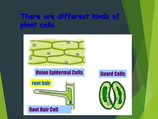 There are different kinds ofThere are different kinds of
plant cellsplant cells
34
Onion Epidermal Cells
Root Hair Cell
root hair
Guard Cells
 