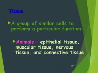 TissueTissue
A group of similar cells to
perform a particular function
Animals : epithelial tissue,
muscular tissue, nervous
tissue, and connective tissue
37
 