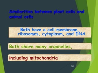 Similarities between plant cells andSimilarities between plant cells and
animal cellsanimal cells
Both have a cell membrane,
ribosomes, cytoplasm, and DNA
38
Both share many organelles,
including mitochondria
 