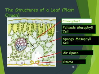 The Structures of a Leaf (Plant
Organ)
40
Stoma
Air Space
Spongy Mesophyll
Cell
Chloroplast
Palisade Mesophyll
Cell
 