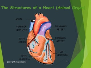 The Structures of a Heart (Animal Organ)
copyright cmassengale 41
 