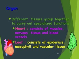 OrganOrgan
Different tissues group together
to carry out specialized functions
Heart : consists of muscles,
nervous tissue and blood
vessels
Leaf : consists of epidermis,
mesophyll and vascular tissue
42
 
